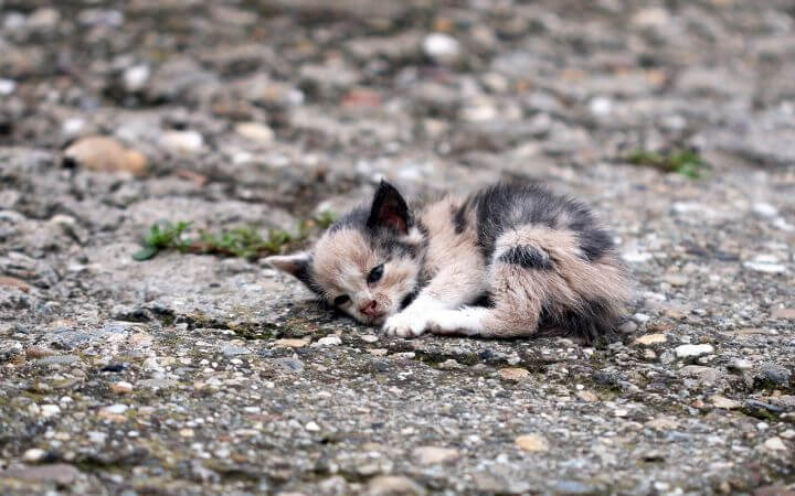 abandoned-cat-cruelty-720x450